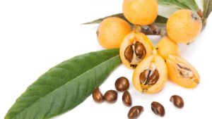 Loquat